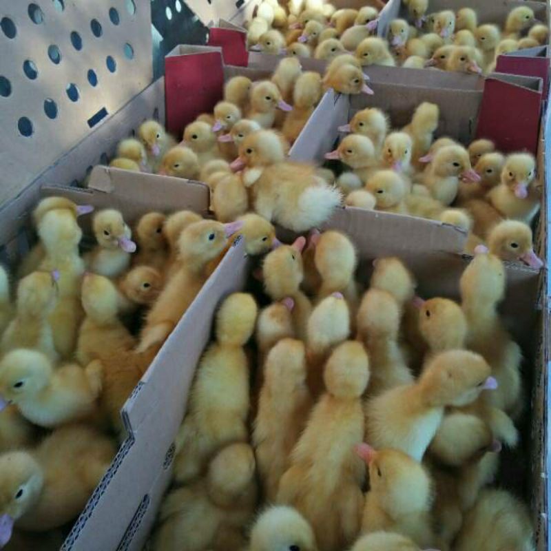 [Instant | Minimal 25 ekor | termurah] anak bebek peking putih