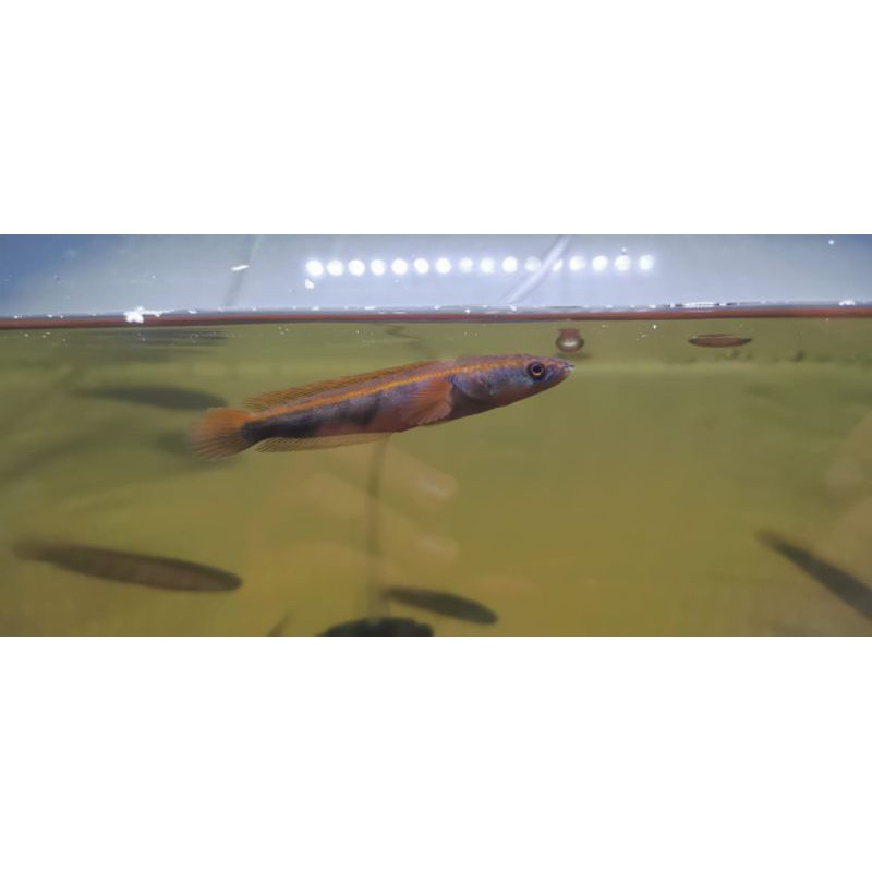 ikan Channa Red Barito asli size 9-10cm