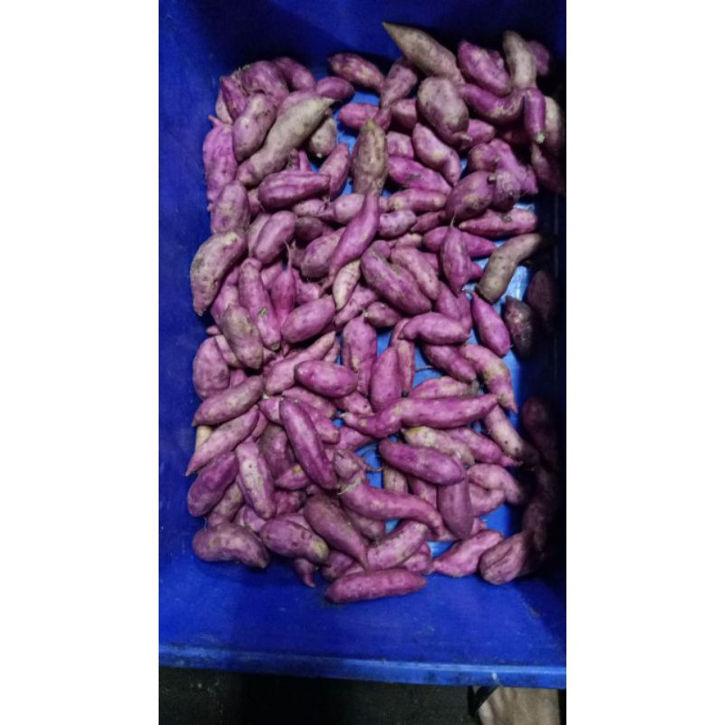 

UBI UNGU LOKAL 1Kg