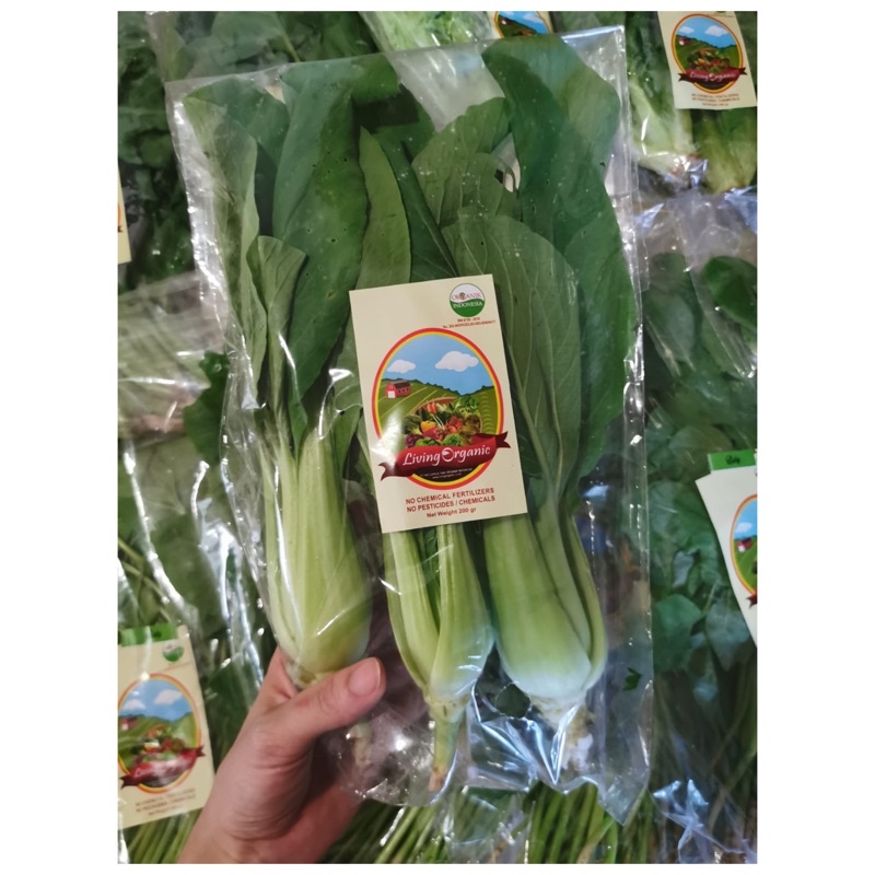 

pokchoy || 200 gr || sayur segar Sayuran Organik