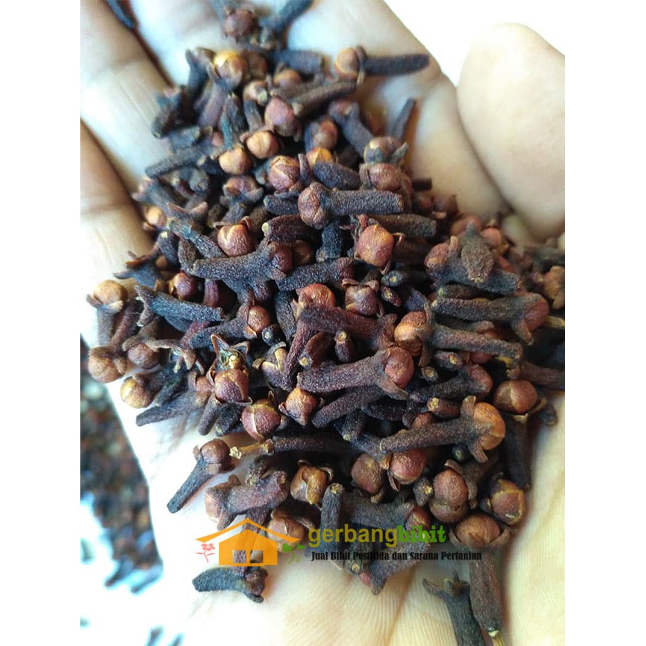 Biji Cengkeh Kering Super 500 Gram Untuk Jamu Herbal Tradisional