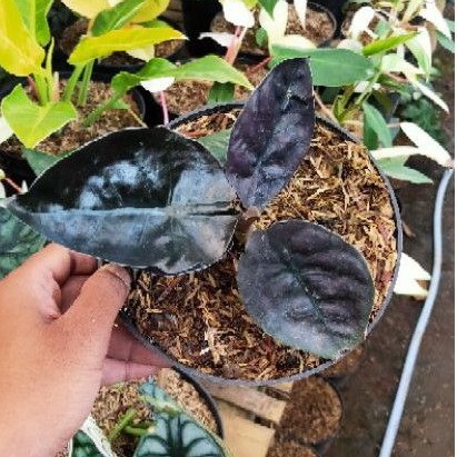 Tanaman Hias Infernalis Hitam / Cuprea Hitam / Alocasia Infernalis