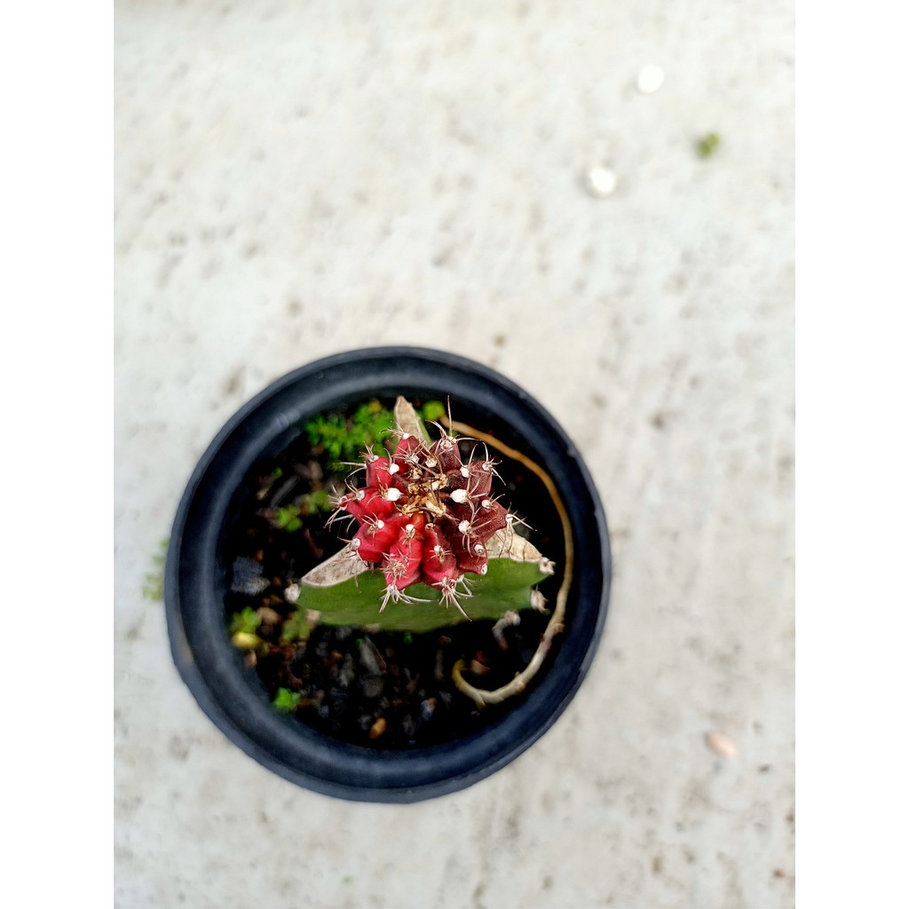 Gymno Blackpink Grafting