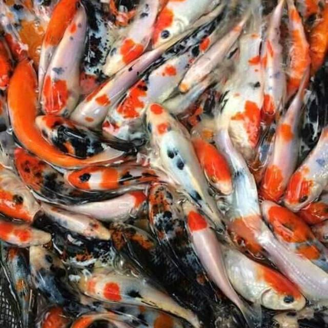 Ikan koi warna 15 20cm Shopee Indonesia Ikan koi warna 15 20cm Shopee Indonesia