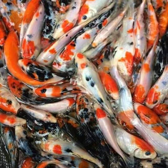  Ikan  koi  warna  15 20cm Shopee Indonesia