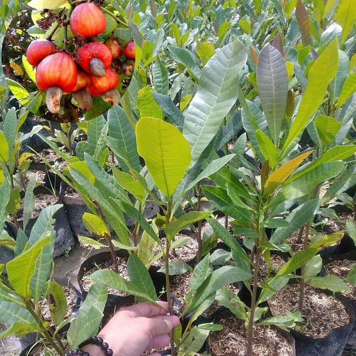 Bibit jambu mete super bibit jambu mete unggul harga murah