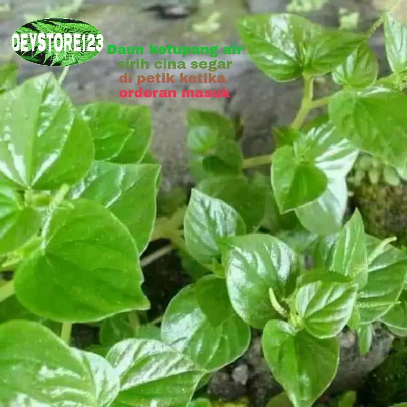 Daun suruhan ketupang air atow sirih cina 1kg