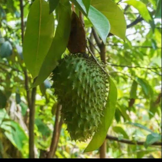 

Daun sirsak segar/ daun herbal