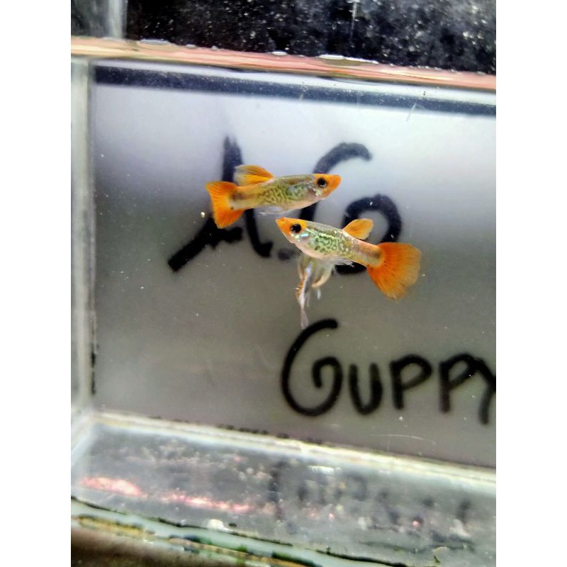 Ikan Guppy SS Koi (gray body)