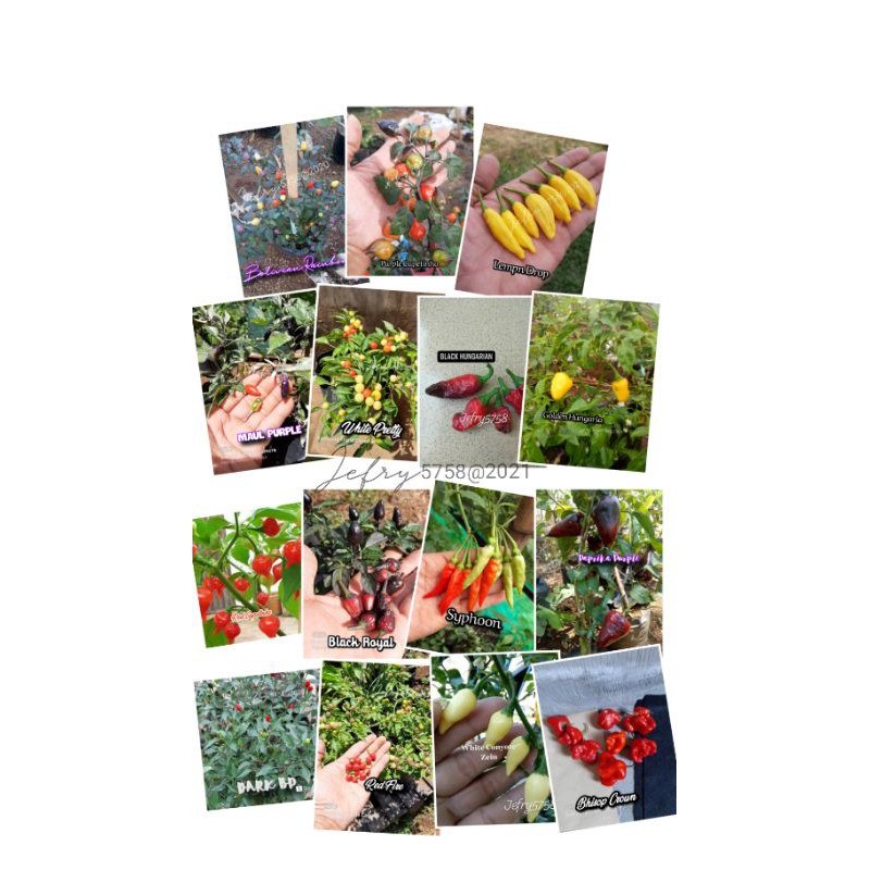 Paket Benih Cabe Hias Import 20 jenis