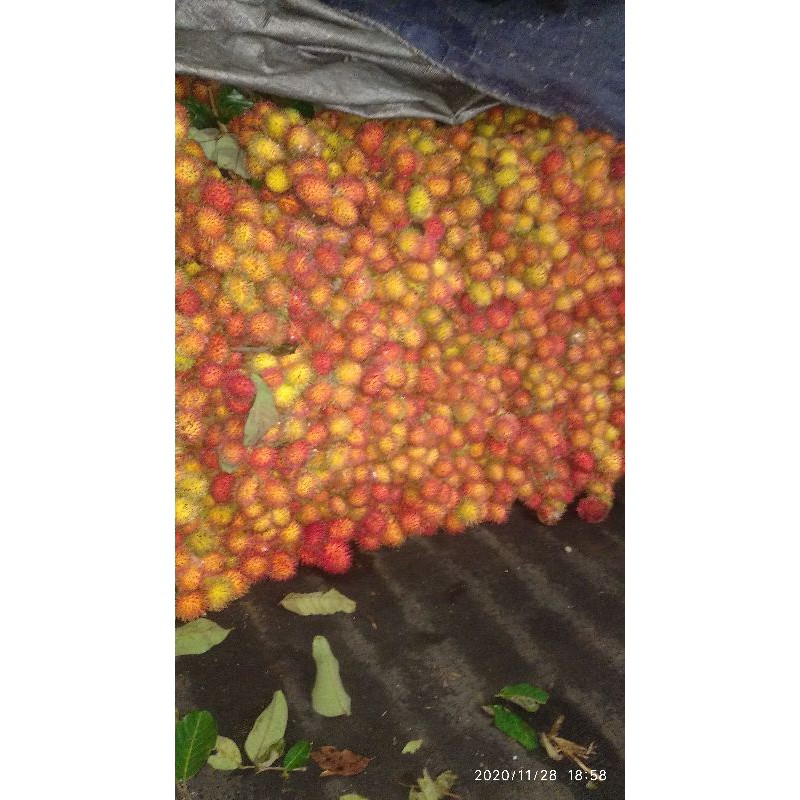 

rambutan Aceh Lebak/2ikat