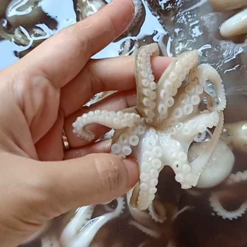 

Baby octopus / baby gurita segar 1kg