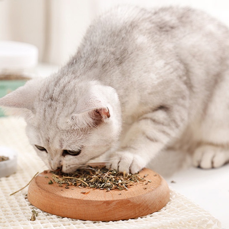 Catnip SASET Ganja Mainan Kucing Obat Catmint Penenang Serbuk Rumput Kering Cat nip Mint Stres Murah
