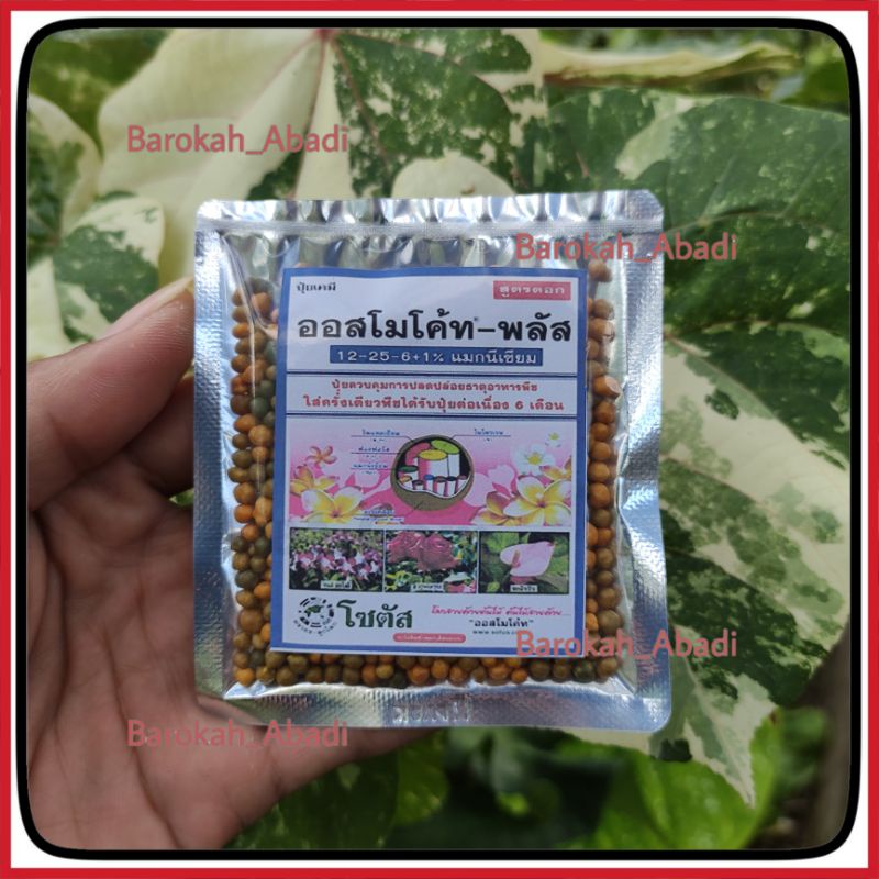 Dekastar Thailand 13 -13-13  merah 12-25-6+1 biru Ori Thailand 25 gr