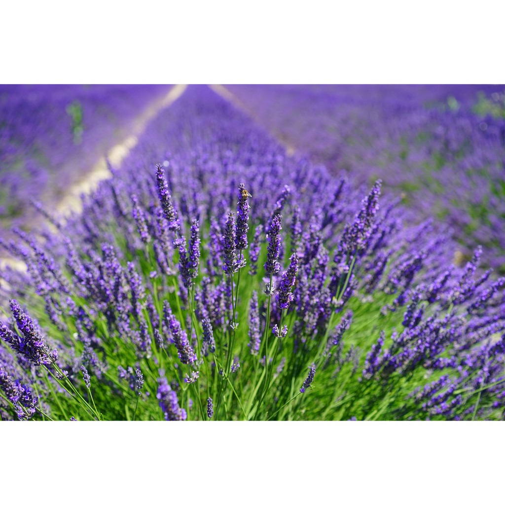 essential oil lavender