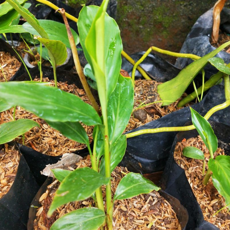 

Pisang pisang bunga merah