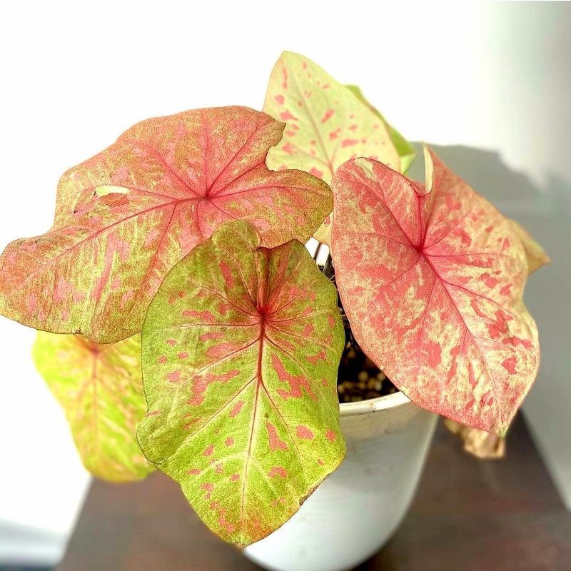 Tanaman Keladi Hias Thailand Splendid Anakan / Caladium Hias Thailand Splendid anakan murah BUKAN BO