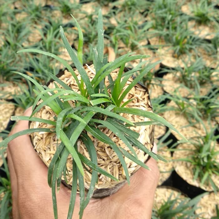 Paket 10 Tanaman Hias Bunga Kucay Kucai Mini Tanaman Hias Bunga Pengganti Rumput Shopee Indonesia