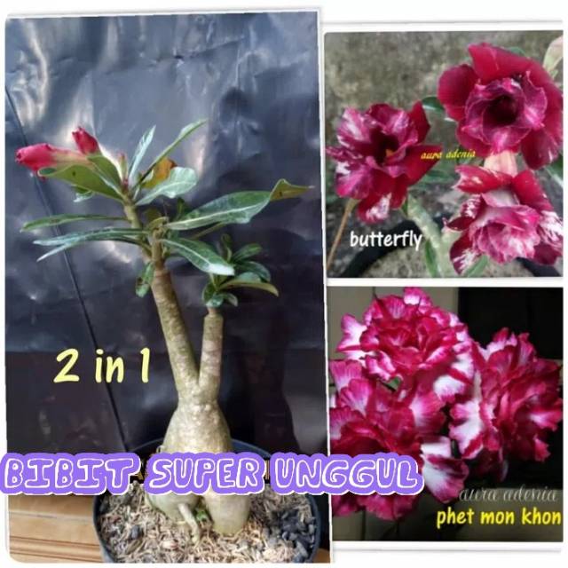 Bibit Bunga Kamboja Jepang Triple 1 Batang 2 Warna WARNA TERBARU -SESUAI GAMBAR-