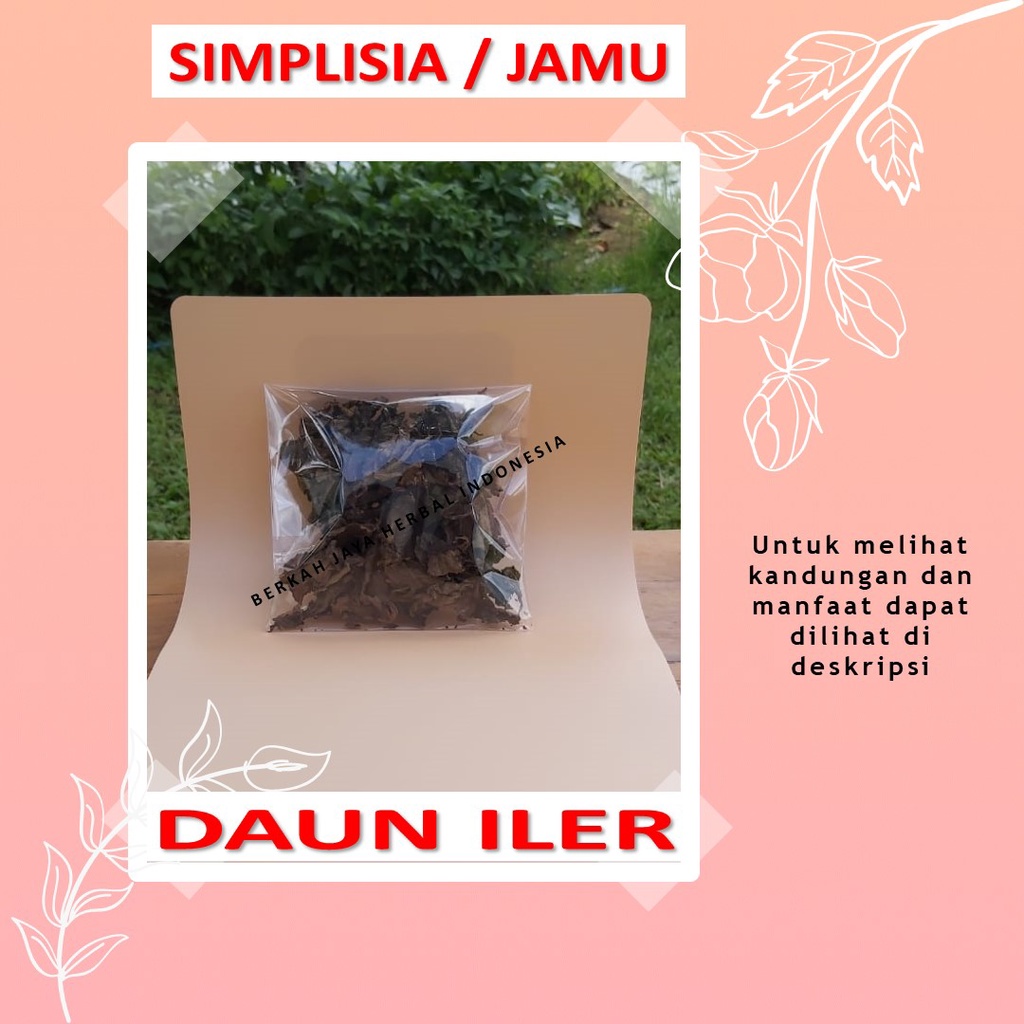 

Daun iler bahan Jamu godog godok rebus simplisia ambeien terlambat datang bulan