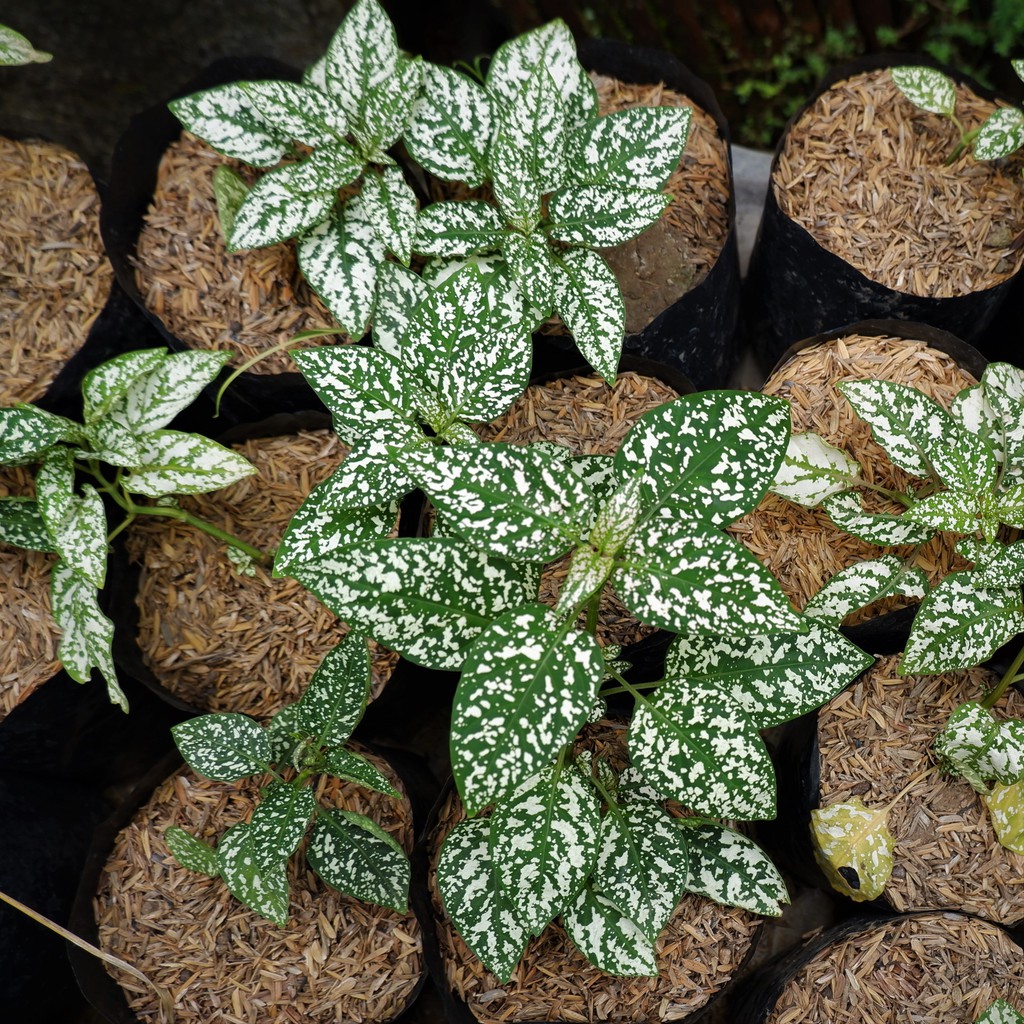 Tanaman Hias Daun Hypoestes Polkadot hijau - Tanaman Hipotes -BAKUL KEMBANG
