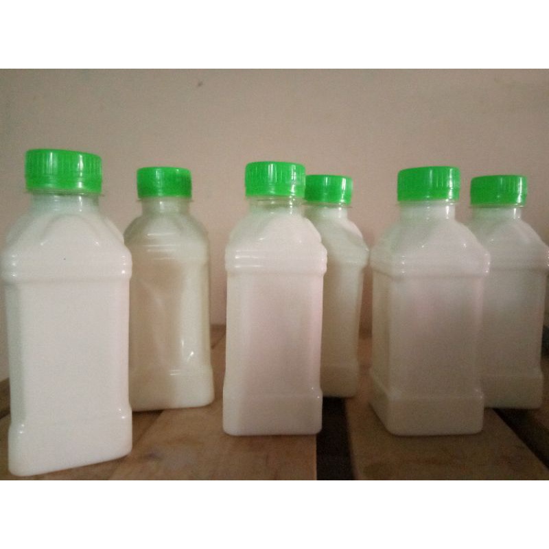 

susu kambing
