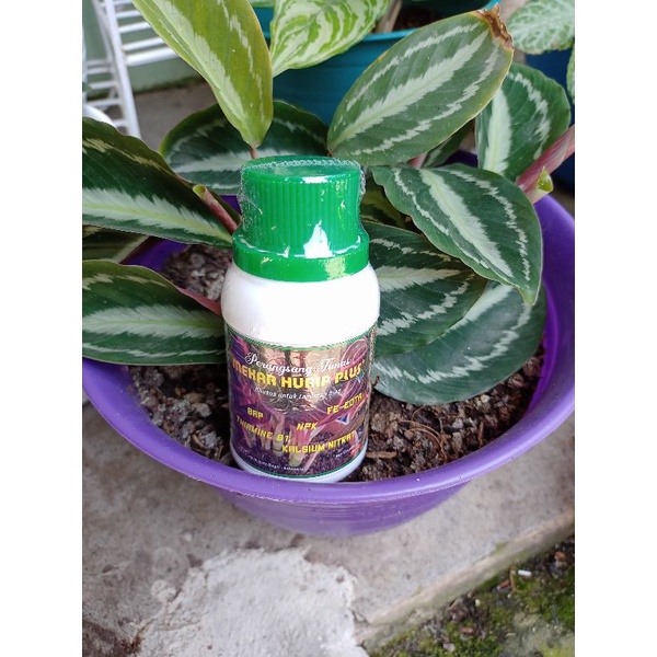 Vitamin MEKAR HURIP Plus 100ML