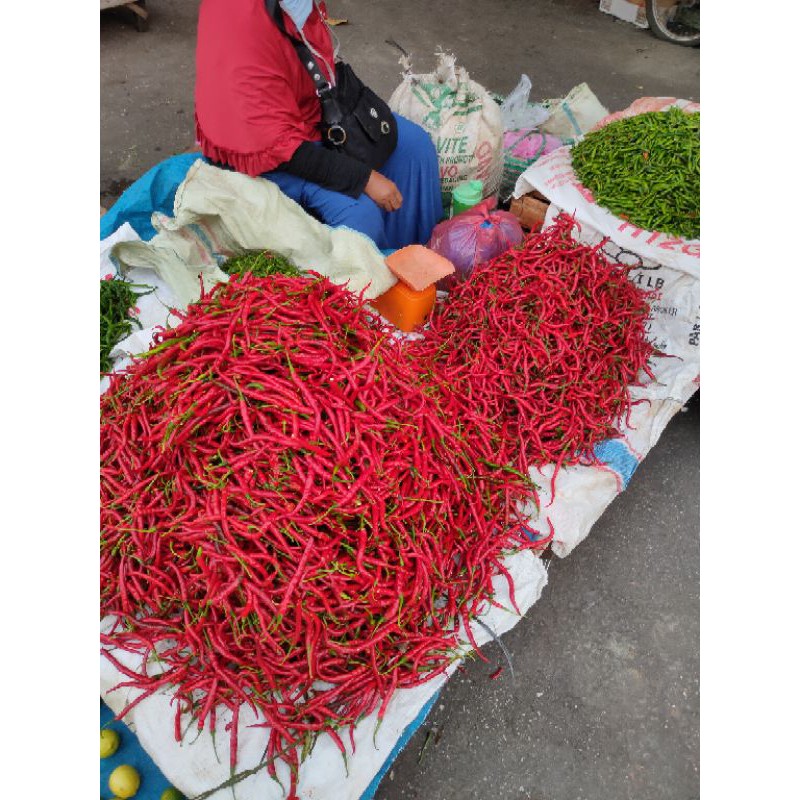 

CABE MERAH SEGAR