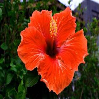 20 Pcs Kembang Sepatu Biji Bunga Hibiscus Flower Seeds Garden Outdoor Plants Bonsai Seeds Shopee Indonesia