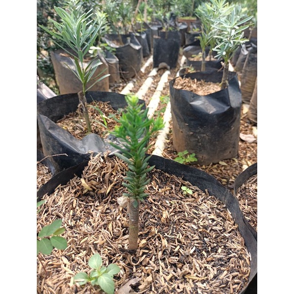 bibit bonsai lohansung micro hasil okulasi