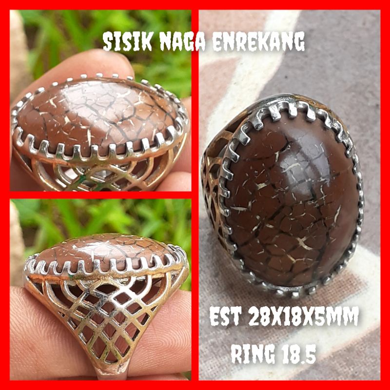 SISIK NAGA ENREKANG JUMBO MURAH