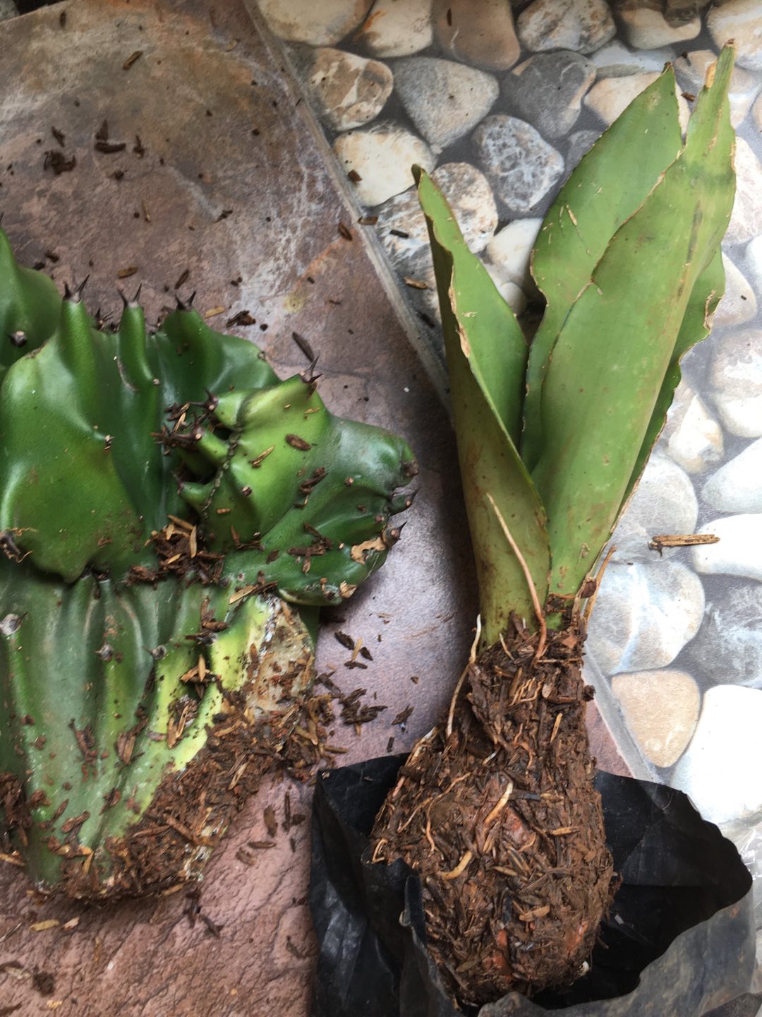 Sensivera Moonshine-tanaman Sensivera Moonshien