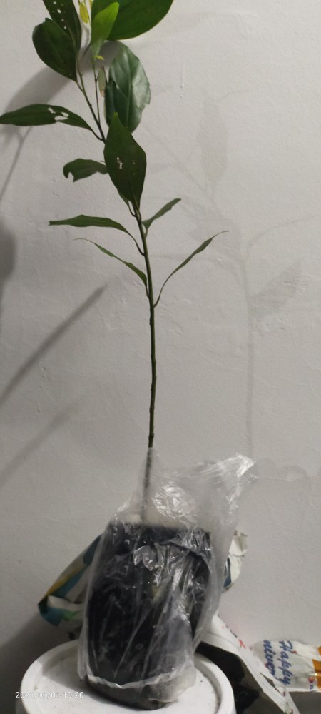 Bibit Pohon Kayu Manis