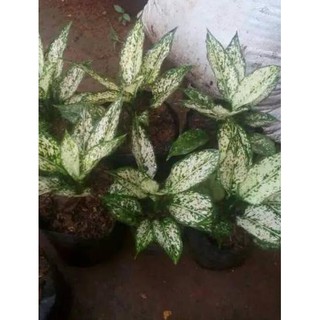  Lagi  Promo 42 Tanaman  hias  aglaonema snow white 