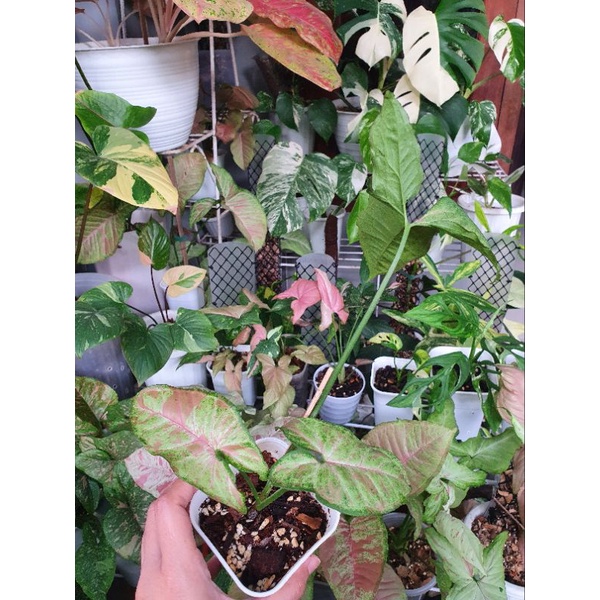 Syngonium Confetti A