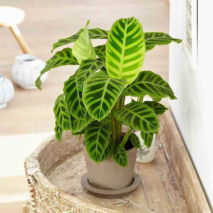 Bunga hias calathea zebrina/calathea pisang cantik berkuwalitas