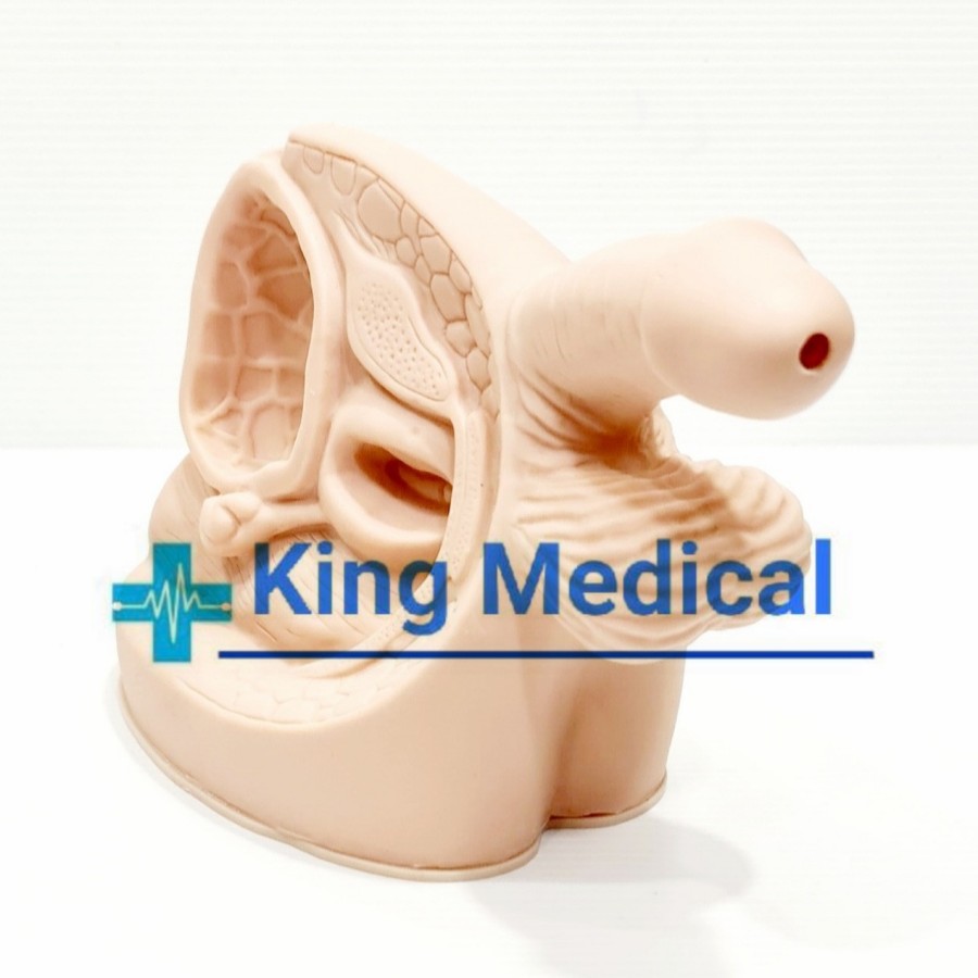 Manekin Phantom Alat Peraga Reproduksi Pria/Cateter Pria GL 9408-1