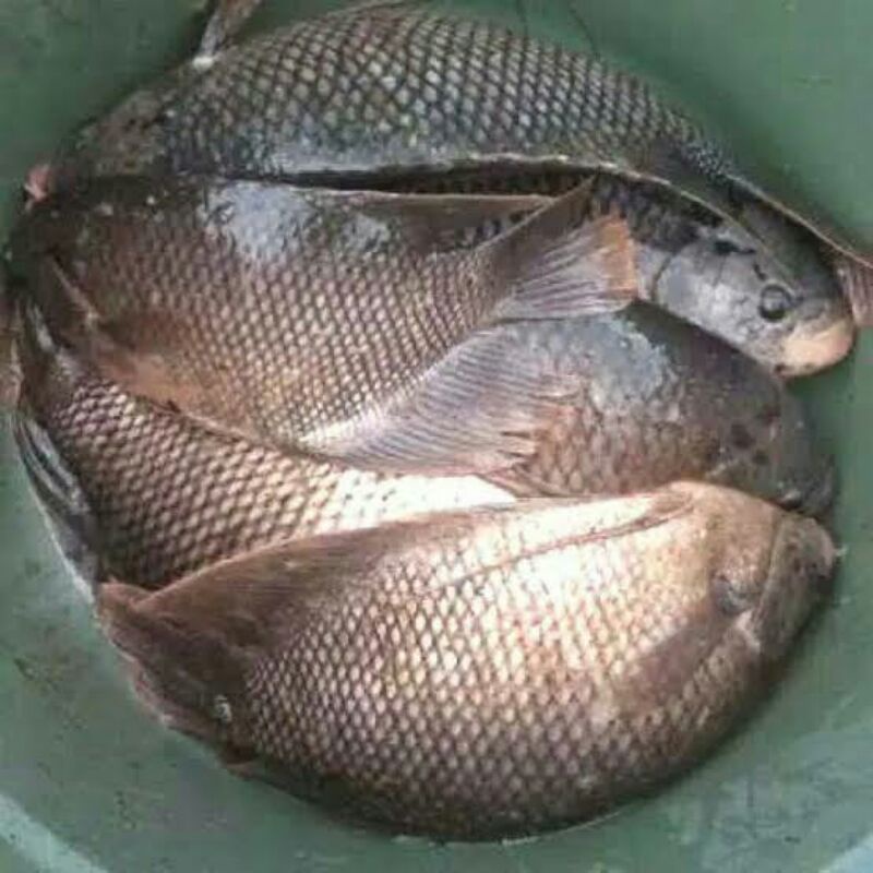 

ikan gurame 1000g
