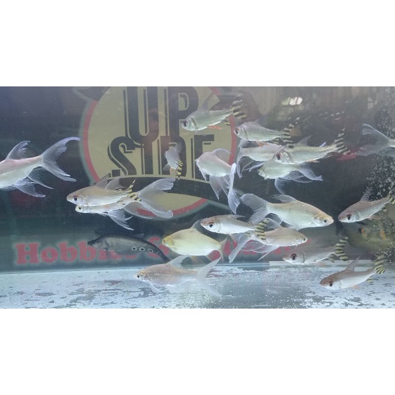 Yellow Feifeng YFF American Flagtail Size 10-12 Ikan Hias Tankmate Arwana Predator