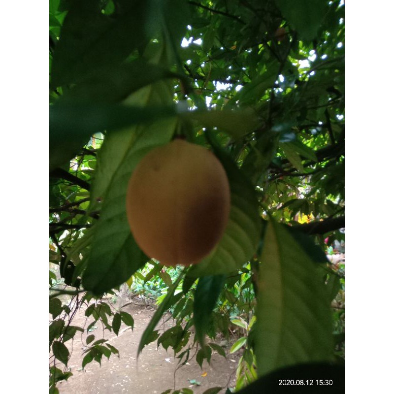 

buah pala segar 1kg