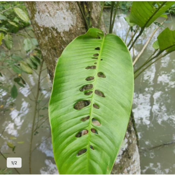 Duda Bolong Tanaman Hias Duda Bolong Megasperma Duda Bolong Dewasa