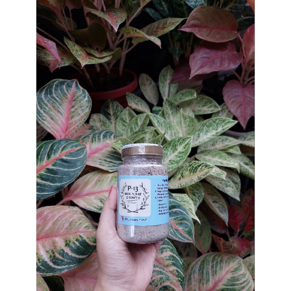 Pupuk P13