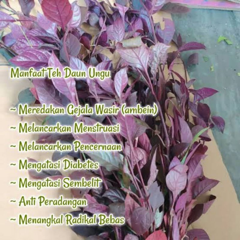 

daun handeleum - daun ungu fresh