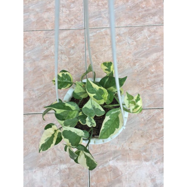 SIRIH GADING NJOY/VARIGATA