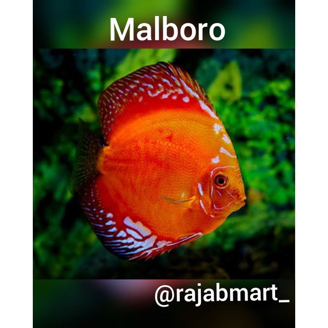 ikan discus malboro 5CM ( 2inch )