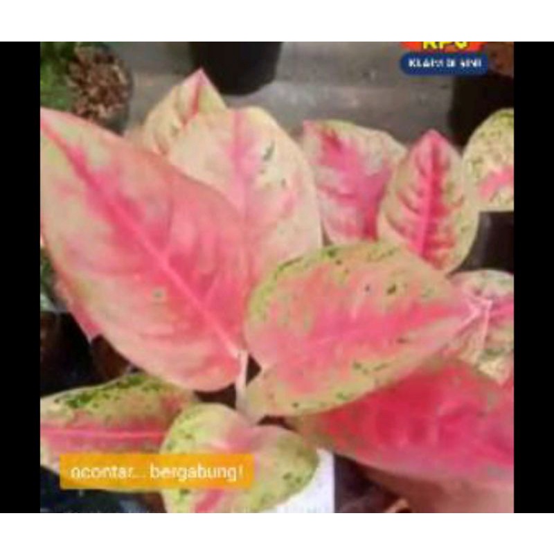 aglonema mahaset