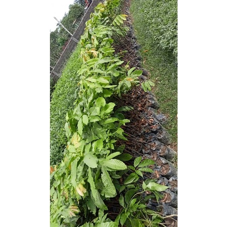 bibit buah matoa bibit matoa papua