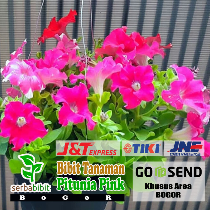 Bibit Pohon Bunga Pitunia Pink - Tanaman Bunga Petunia Pink