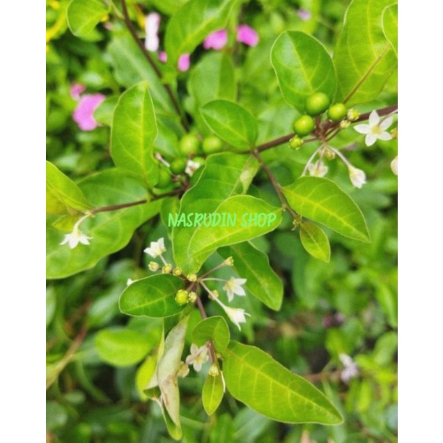 

[Fresh] BIBIT SOLANUM DIPHYLLUM 10 POHON / TANAMAN NIGHTSHADE BERDAUN DUA / BUKAN LANCING / BUKAN