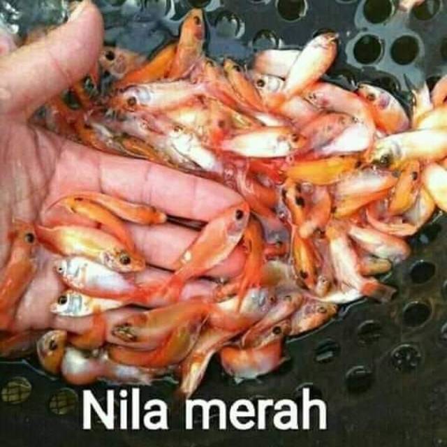 

Bibit nila merah